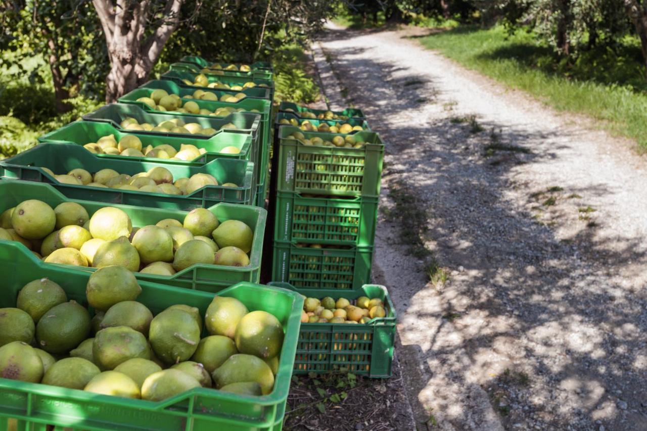 Agricontura Pension Capri Leone Buitenkant foto